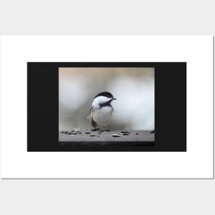 Chickadee Posters and Art